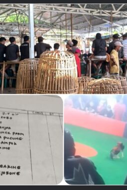 Diduga Arena Judi Sabung Ayam Beroperasi Terang-terangan di Kemangkon, Warga Resah Minta Penindakan Tegas