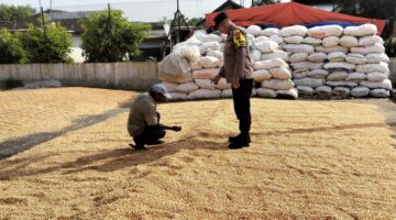 Bhabinkamtibmas Desa Ngampungan Bantu Penjemuran Jagung, Dukung Ketahanan Pangan dan Kesejahteraan Petani