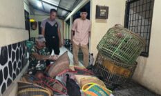 Arena Sabung Ayam di Kebun Bambu Digerebek Polisi, Sejumlah Barang Bukti Diamankan