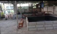 Diduga Masih Marak Judi Sabung Ayam dan Dadu di Kabupaten Demak