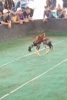 Sabung Ayam dan Dadu Kopyok Diduga Bebas Beroperasi di Kutoarjo, Lokasinya Dekat Kantor Polisi