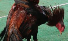 Tokoh Ulama Soroti Dugaan Praktik Sabung Ayam di Pereng Kutoarjo, Desak Aparat Bertindak Tegas