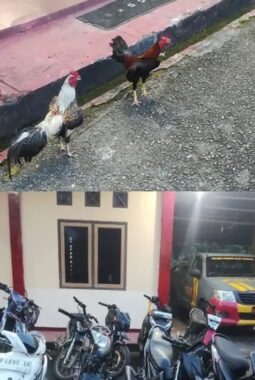 Polsek Padang Ulak Tanding Gerbek Sabung Ayam di Binduriang, 10 Ekor Ayam dan 11 Motor Diamankan Polisi
