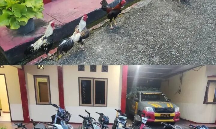 foto slider headline