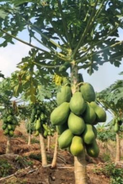 ‎Warga Jatiroto, Wonogiri Nekat Keluarkan Modal Puluhan Juta Untuk Uji Coba Tanam Pepaya dan Buah Semangka di Musim Kemarau.